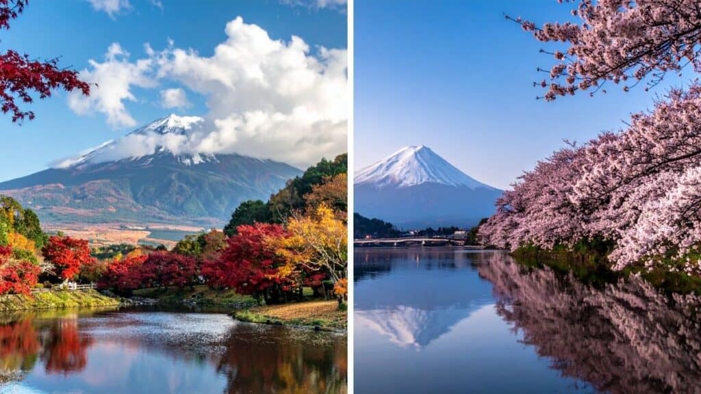 Japan cherry blossom and autumn foliage