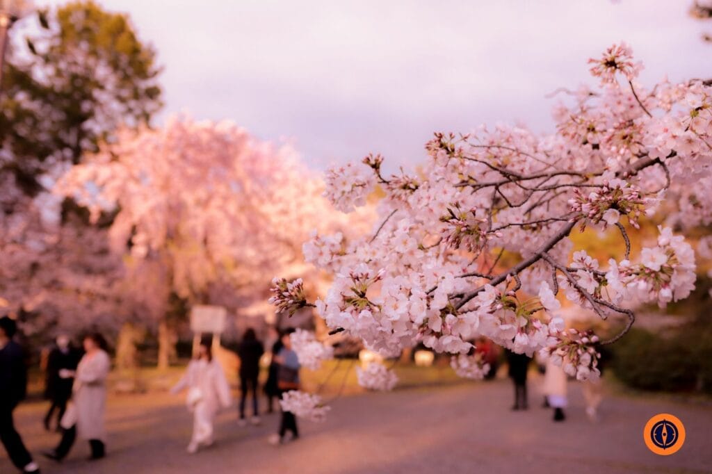 Hanami in Japan