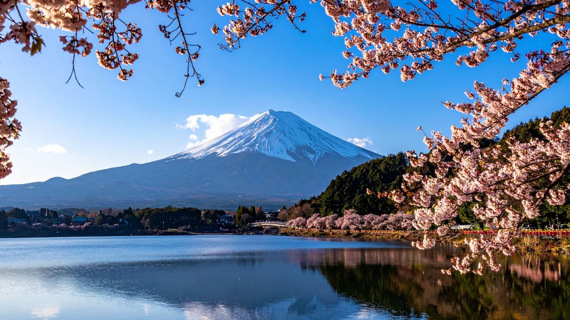 Mount Fuji with Cherry Blossoms in Japan