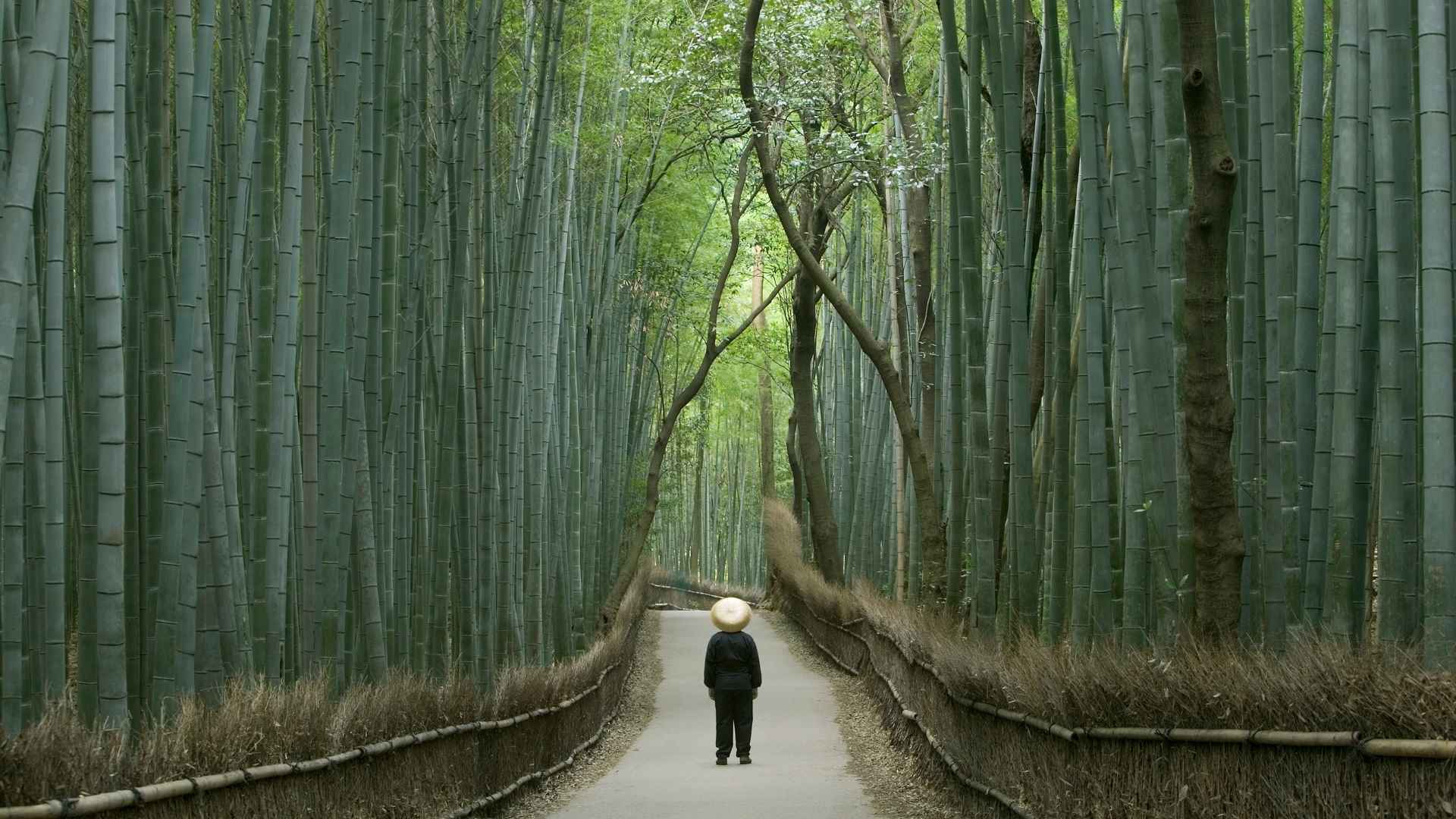 Japan Solo Travel Budget Breakdown (Realistic Cost Guide for 2026)