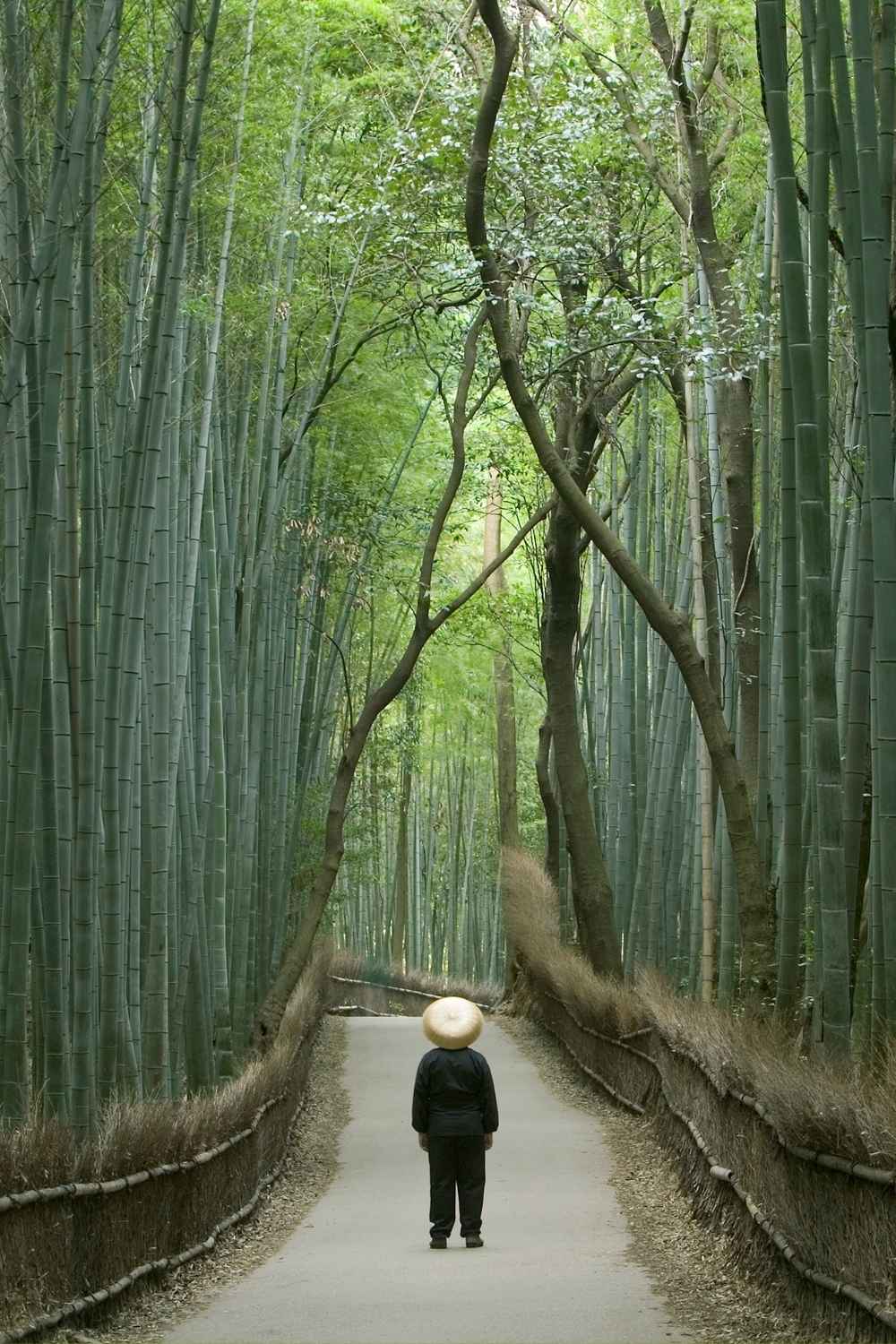 Japan Solo Travel Budget Breakdown (Realistic Cost Guide for 2026)