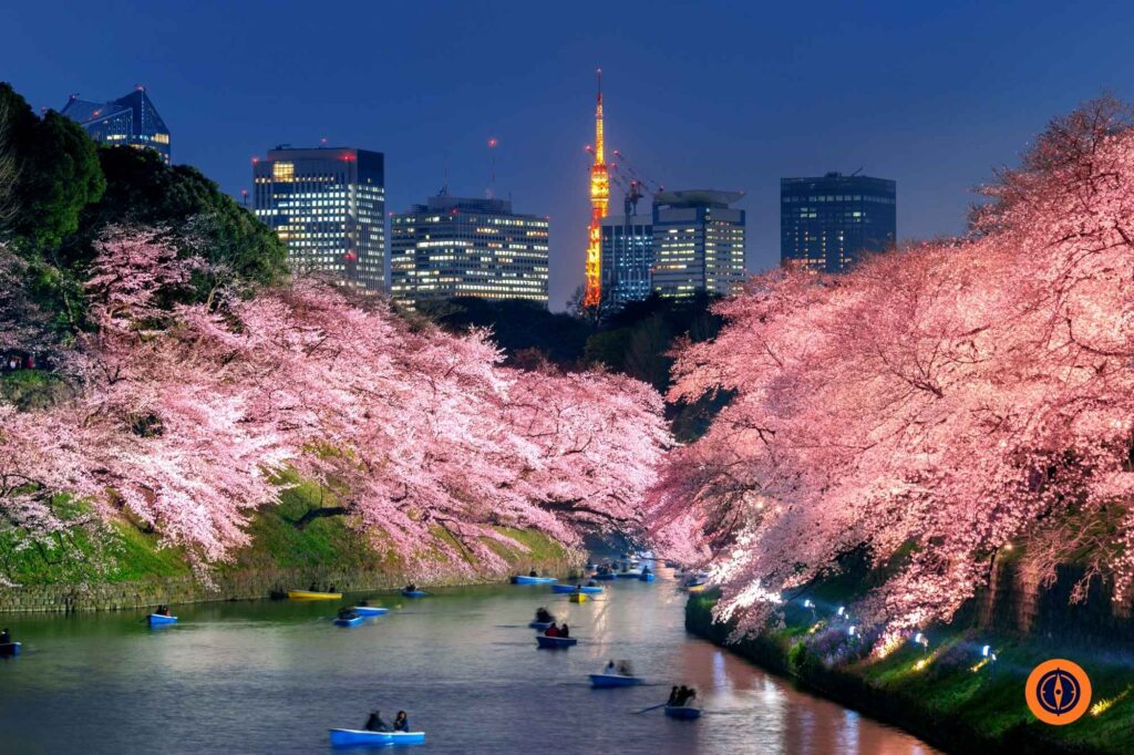 Cherry blossoms at Chidorigafuchi park in Tokyo, Japan.