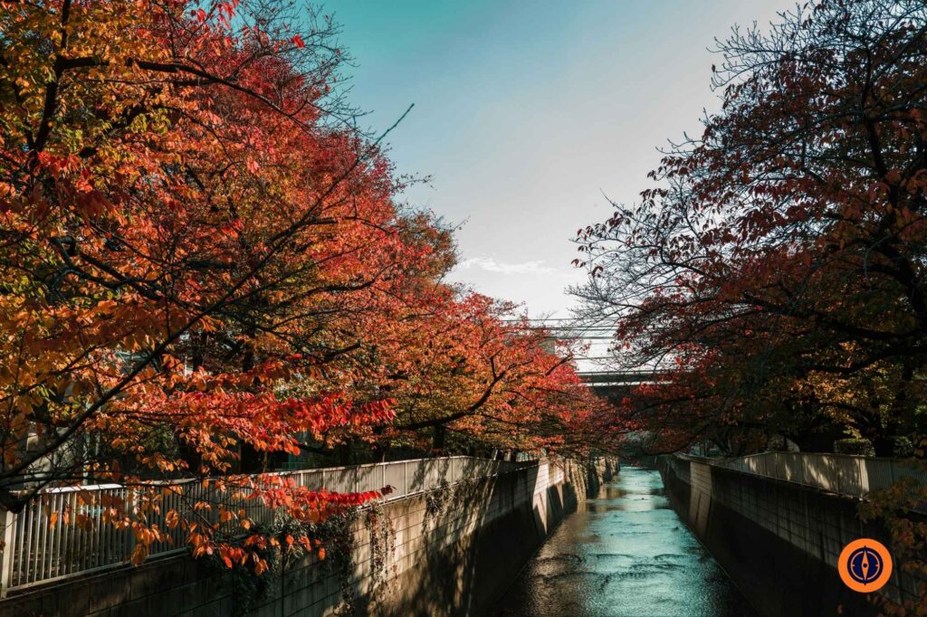 Autumn Foliage Along Tokyo Canal in Japan