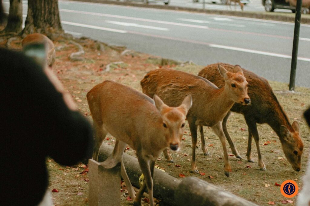 Deer Grazing in Nara Park, Japan's Winter Scene