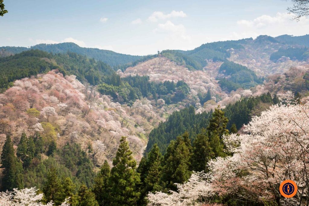 Yoshinoyama cherry blossom