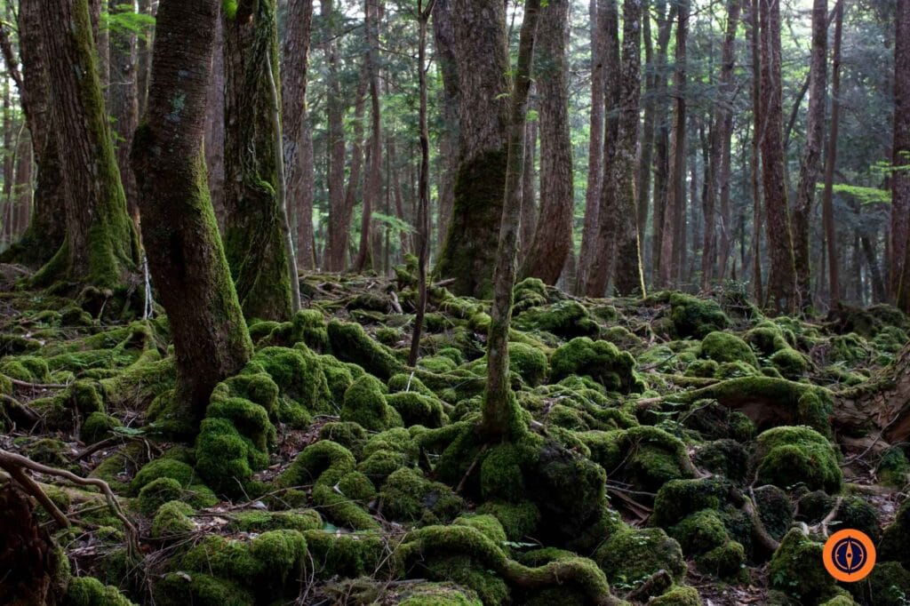 Aokigahara Forest in japan