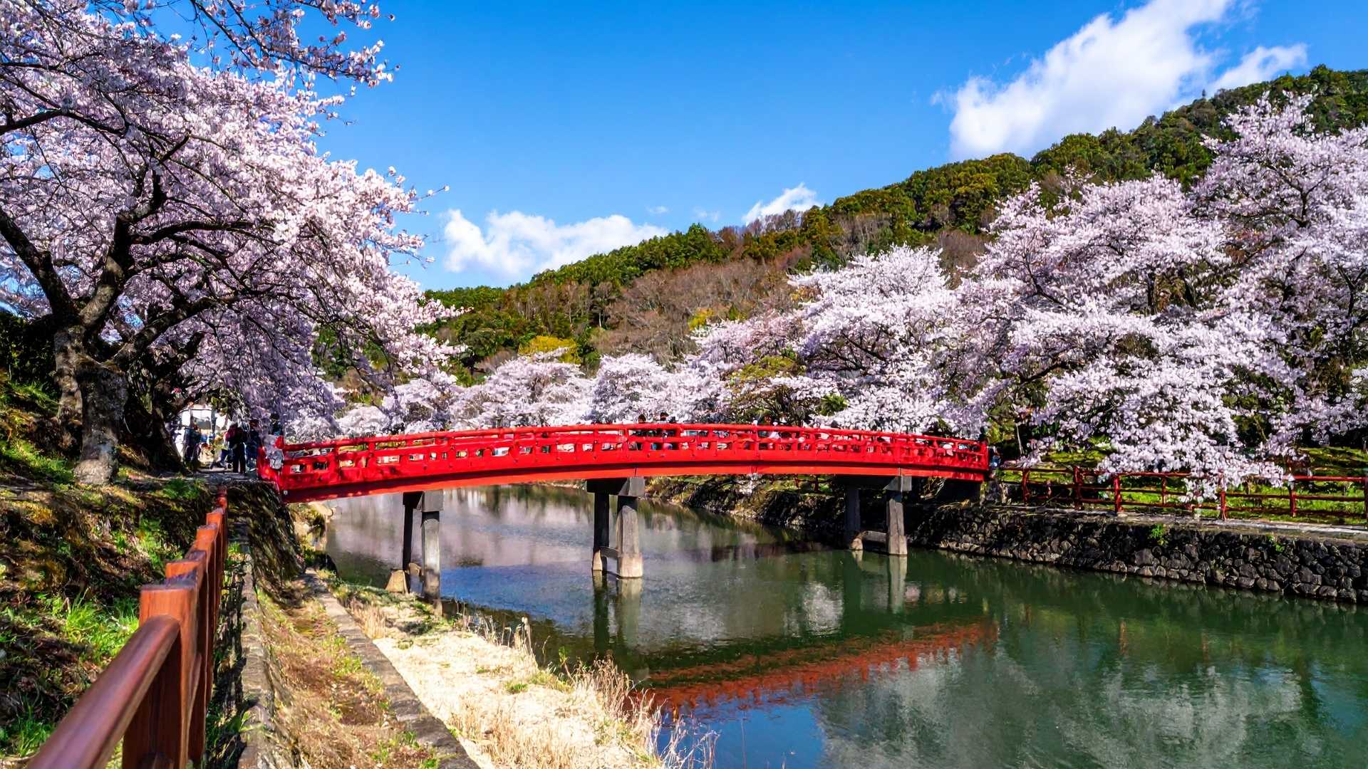 Red Bridge with Cherry Blossoms in Japan