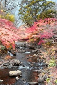 Scenic Autumn River View in Izu, Japan