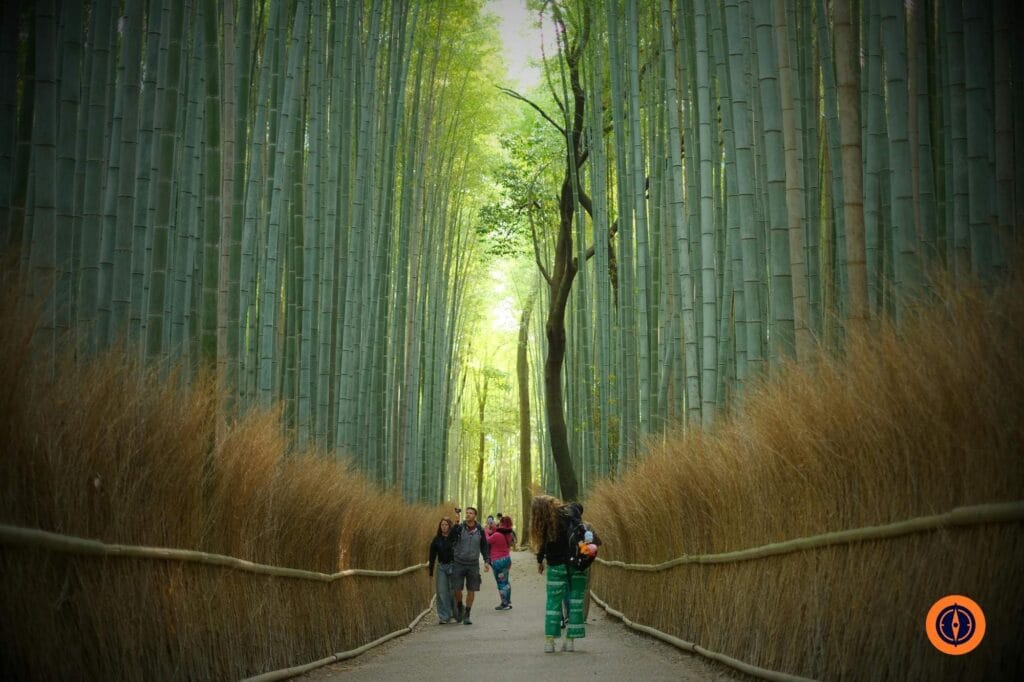 Arashiyama Bamboo Grove with Visitors in Kyoto