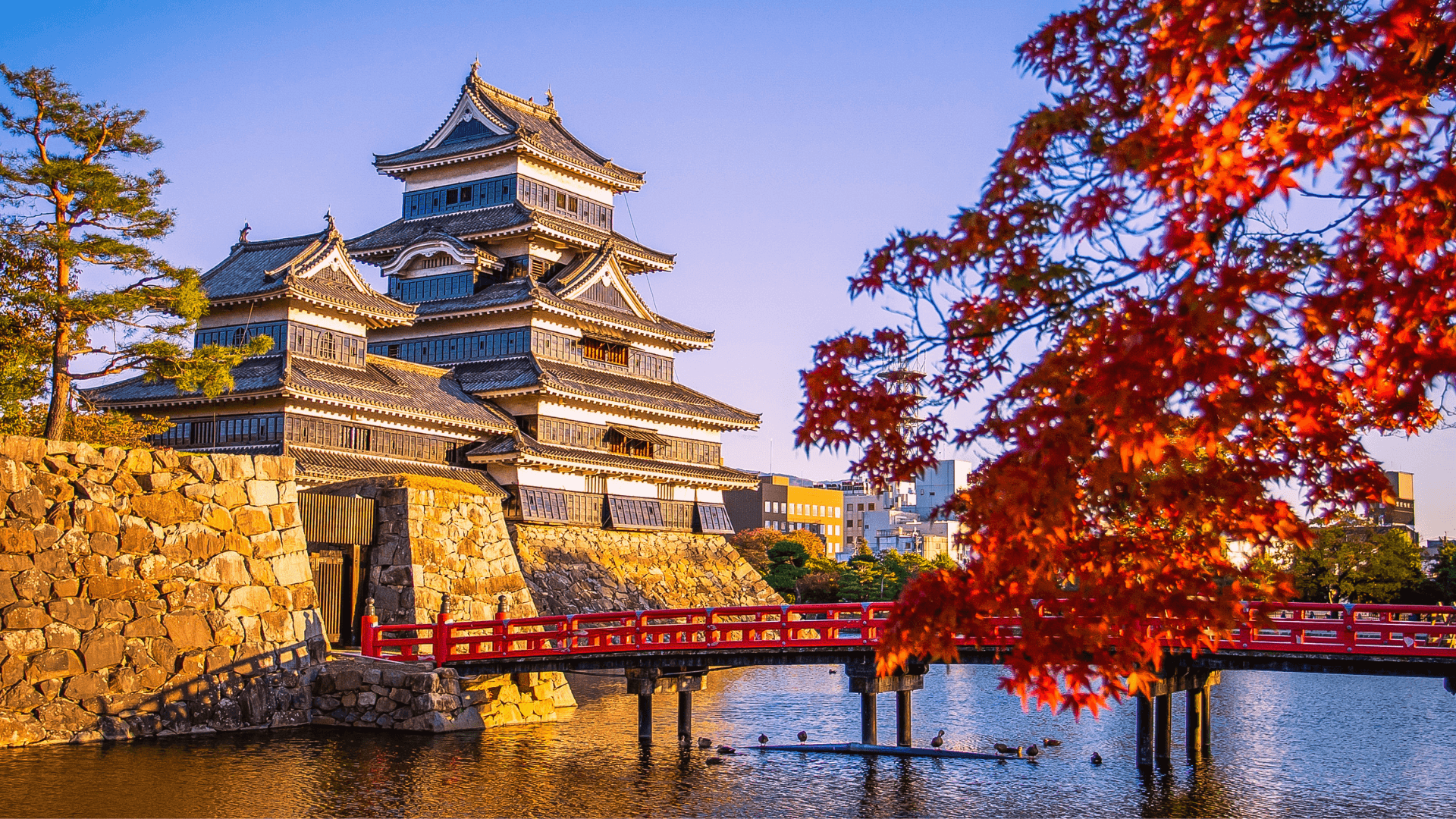Matsumoto Castle with maple leaves in autumn in Nagano, Japan