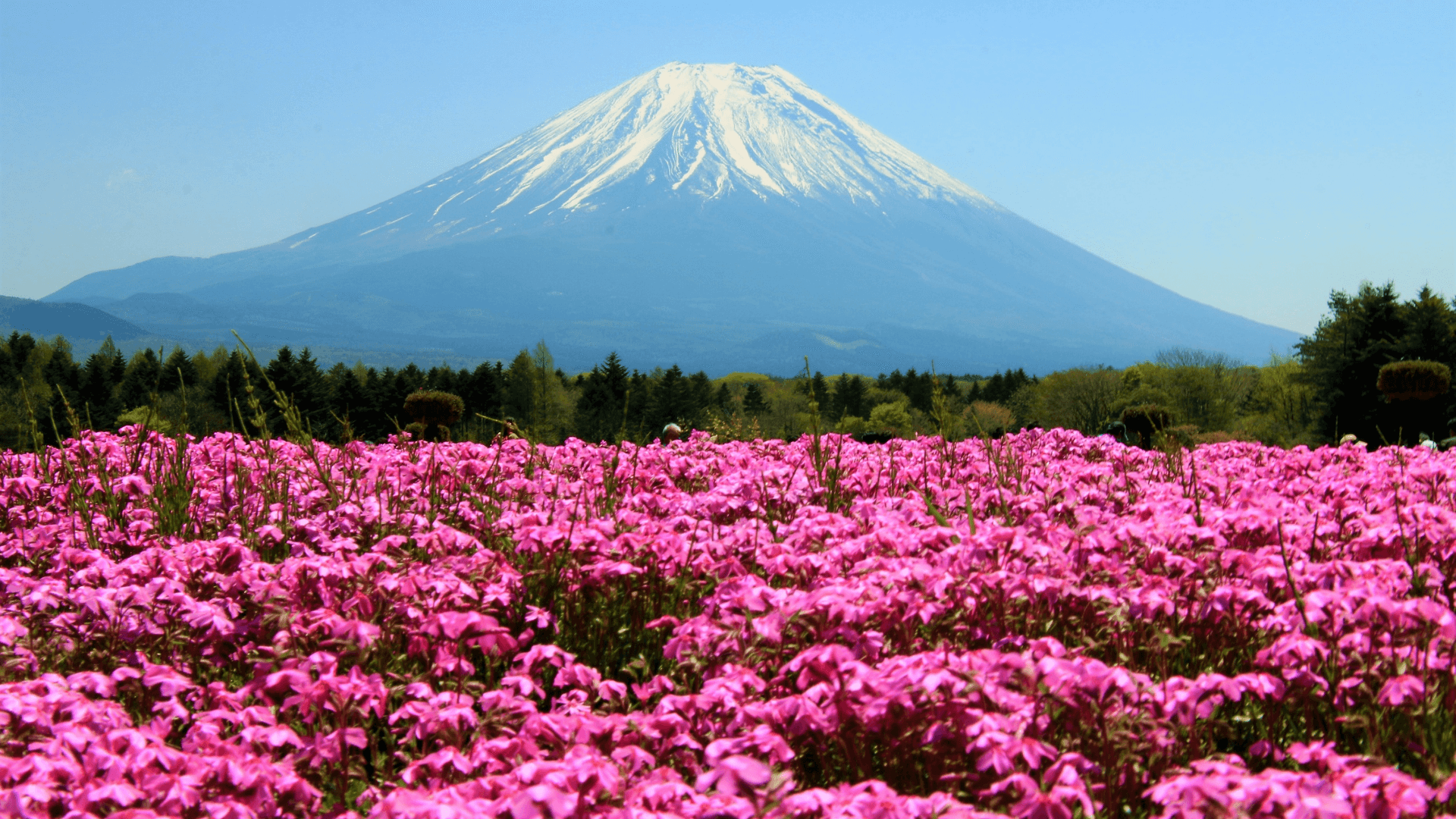 Mount Fuji and Shibazakura