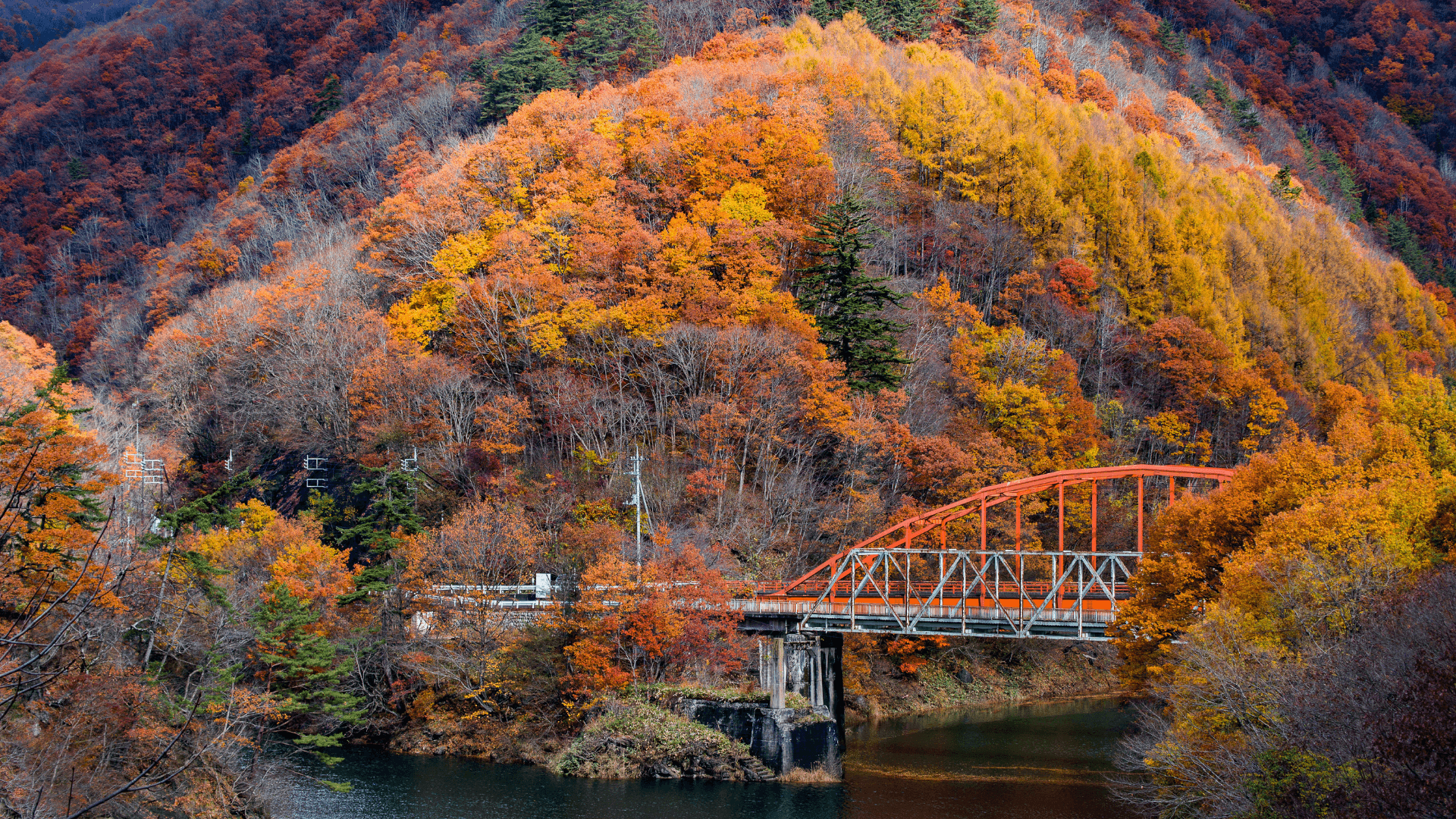 Autumn foliage in Japan.