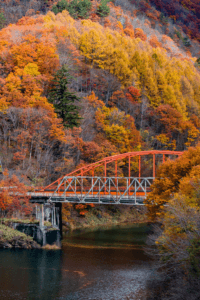 Autumn foliage in Japan.